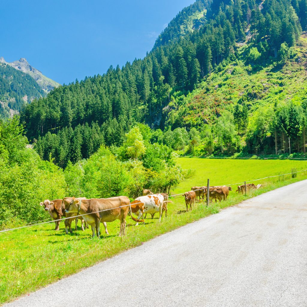 Alpine landscape road, green pastures and cows