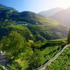 Scenic view of vineyards and apple tree orachards in Trentino-Alto Adige region of South Tyrol, Italy